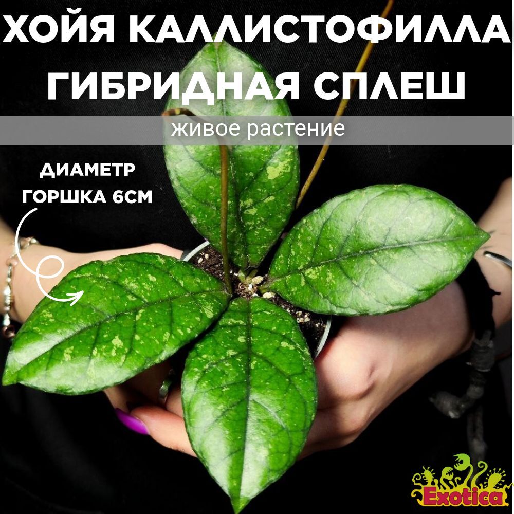 Хойя Каллистофила Гибридная Сплеш (Hoya Callistophylla Hibrid Splash) D6см