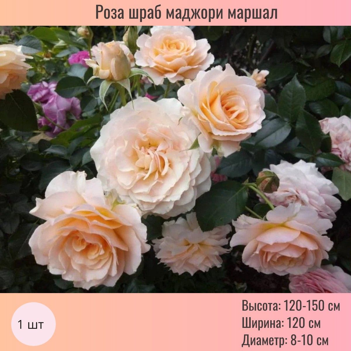 Розашраб,саженец1шт