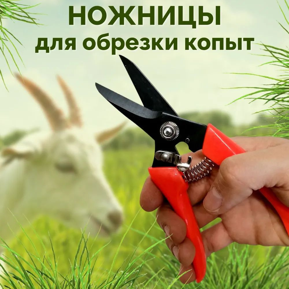 Ножницы для обрезки копыт у коз, овец - купить с доставкой по выгодным ...