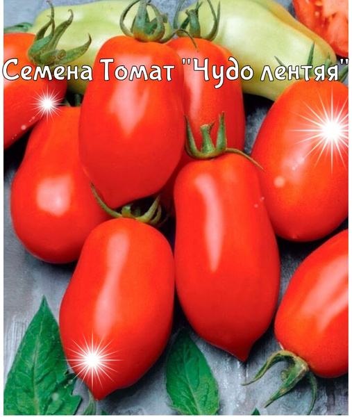Томат чудо лентяя описание отзывы фото