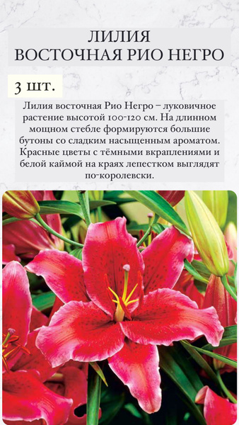 Лилия Восточная Кобра - купить луковицы в интернет-магазине Лафа с доставкой по
