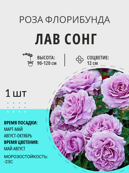 Интересные и необычные сорта роз in 2024 Bloom, Rose, Flowers