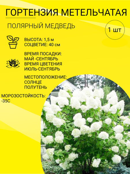 Вопросы и ответы о Гортензия метельчатая многолетняя, саженец 1 шт ...