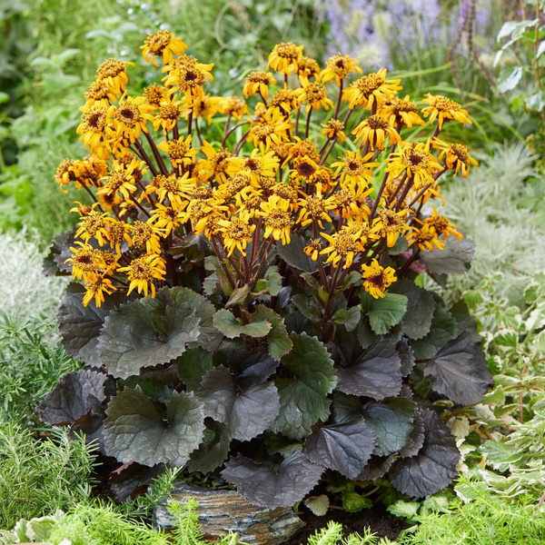 Бузульник зубчатый - купить по выгодным ценам в интернет-магазине OZON ...