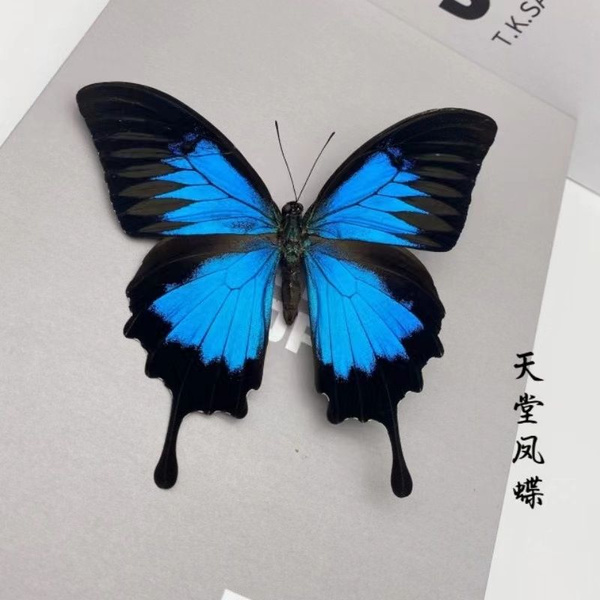 образец бабочки - купить с доставкой по выгодным ценам в интернет ...