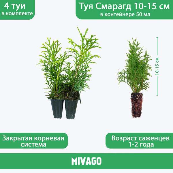 Туя западная Смарагд (50 мл), высота 10-15 см, 4 саженца - купить с ...