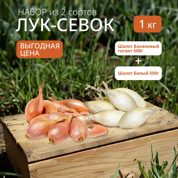 Луковицы Лук севок купить по выгодной цене в интернет-магазине OZON ...