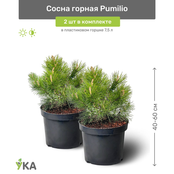Сосна горная Pumilio (Пумилио) 40-60 см в пластиковом горшке 3 л ...