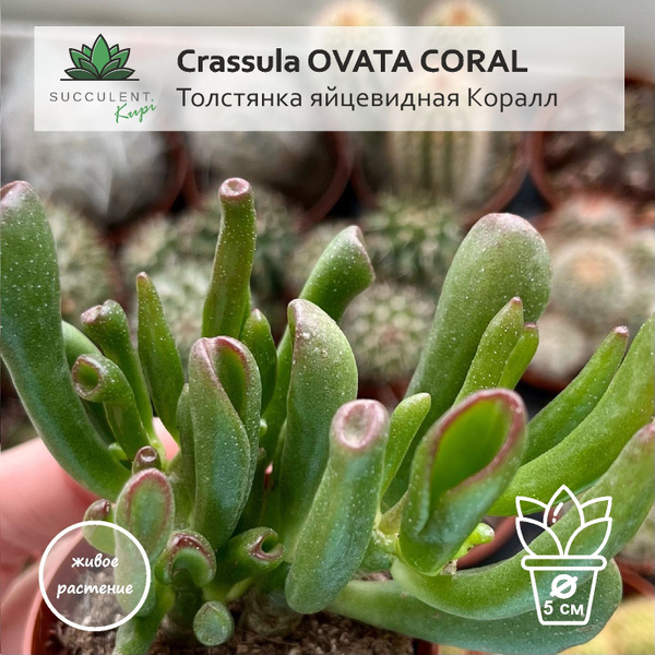 Крассула Succulent.Kupi Crassula OVATA CORAL / Толстянка яйцевидная ...