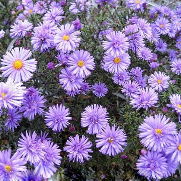 Астры многолетние Поиск многолетник 5 - купить по выгодным ценам в ...