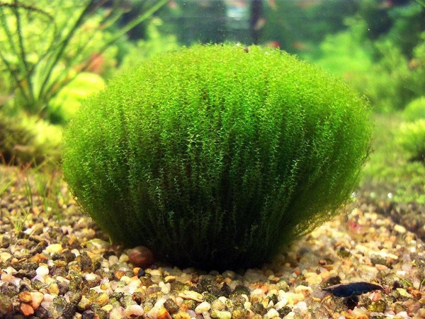 Аквариумный мох Стринги Moss sp. "Stringy". Живое аквариумное растение ...