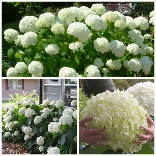 Гортензия древовидная Аннабель, саженец в горшке Р9 - купить с ...