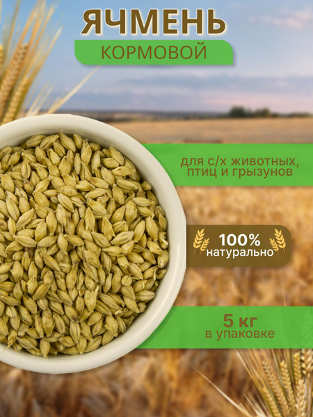Ячмень кормовой для птиц и животных - купить с доставкой по выгодным ...