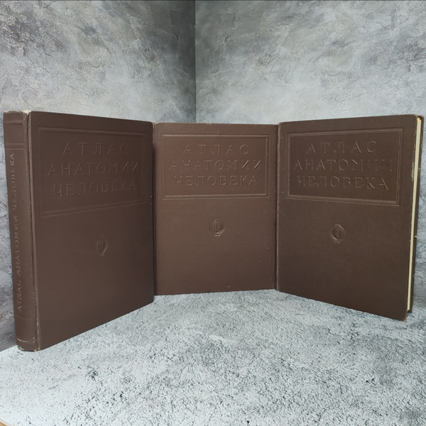 Атлас анатомии человека. Тома 1-3. Медгиз, 1946-1947 гг. | Воробьев ...