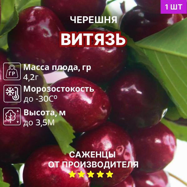 Черешня Витязь купить на OZON по низкой цене (1617582558)