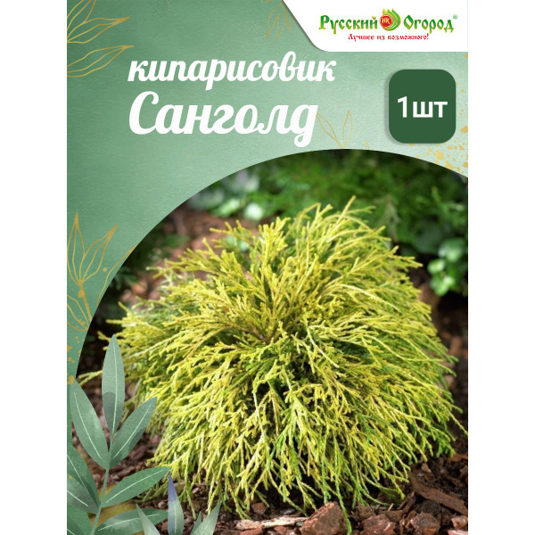 Кипарисовик горохоплодный Санголд - купить с доставкой по выгодным ...