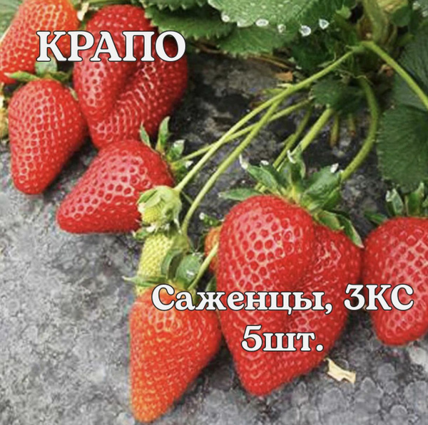 Клубни купить по выгодной цене в интернет-магазине OZON (1637195619)