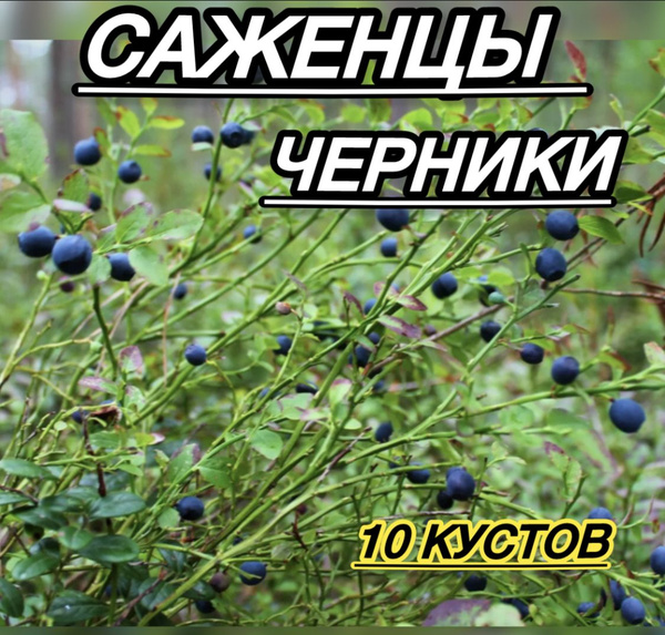 Сад и огород Саженец,10шт - купить с доставкой по выгодным ценам в ...