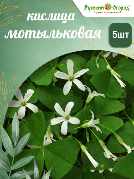Клубни Кислица Русский огород купить по выгодной цене в интернет ...