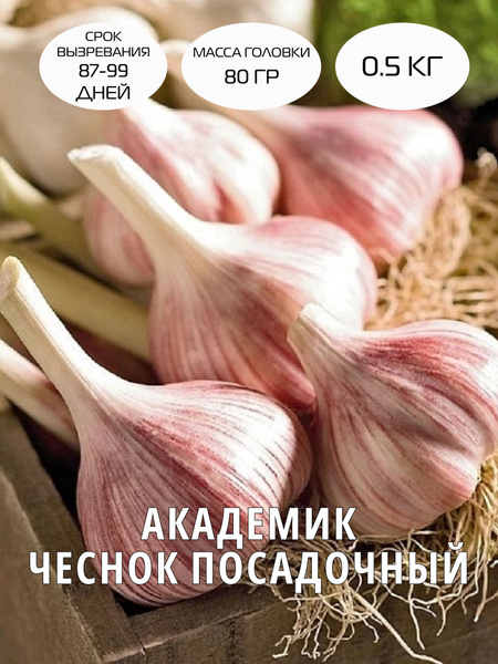 Чеснок чеснок - купить по выгодным ценам в интернет-магазине OZON ...
