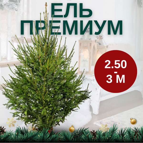 Елка живая, 275-300 см купить на OZON по низкой цене (1795414121)