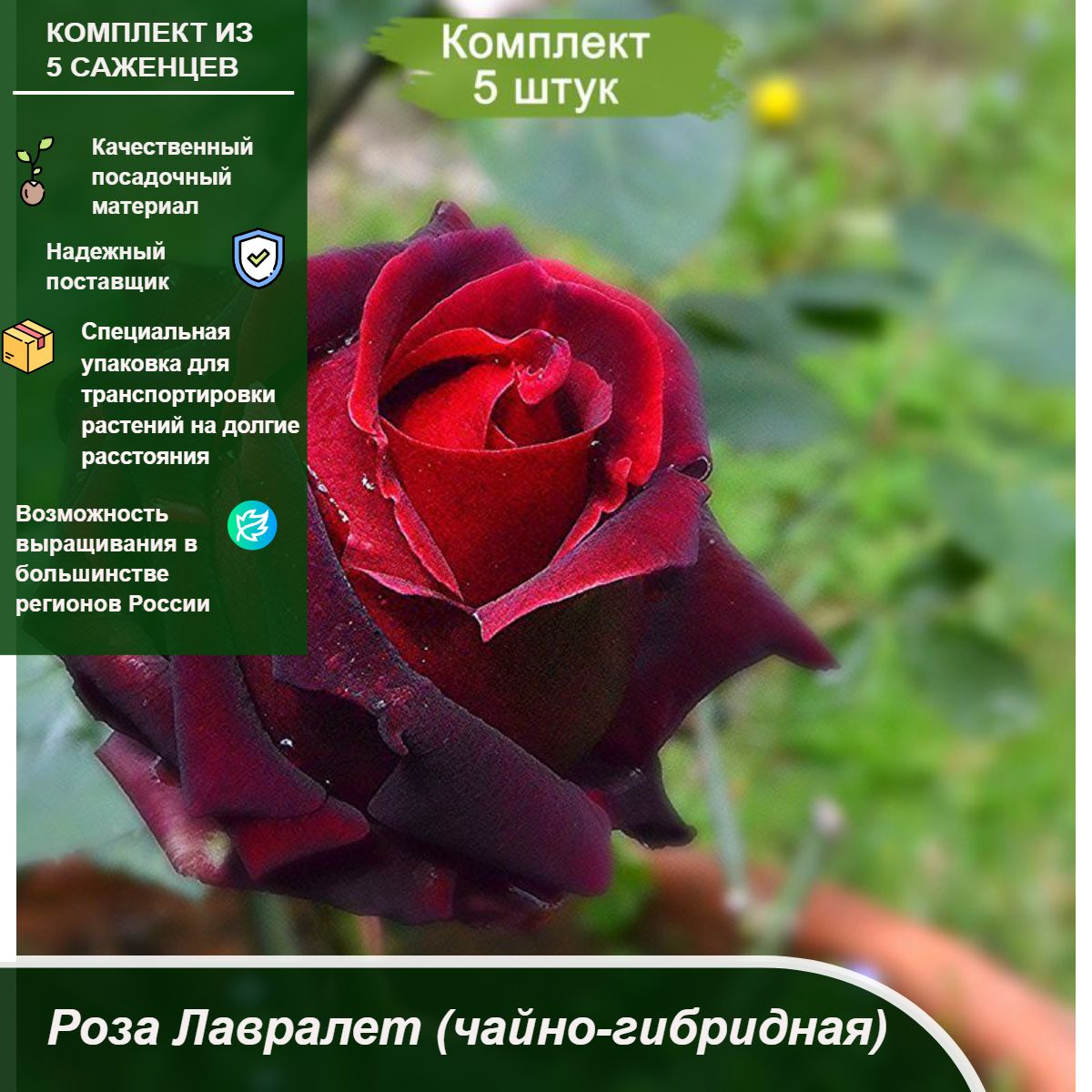 Таро Роза Чайно Гибридная Купить