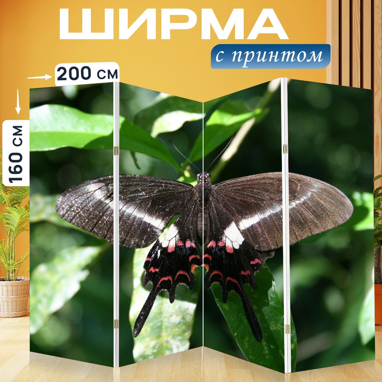 Ласточкин хвост бабочка