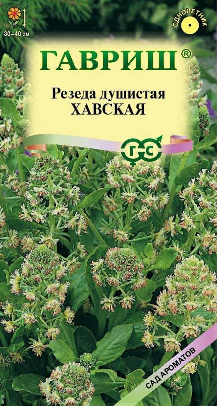 Цвет резеды. Резеда Хавская душистая. Резеда однолетник. Резеда семена. Семена Резеда душистая.