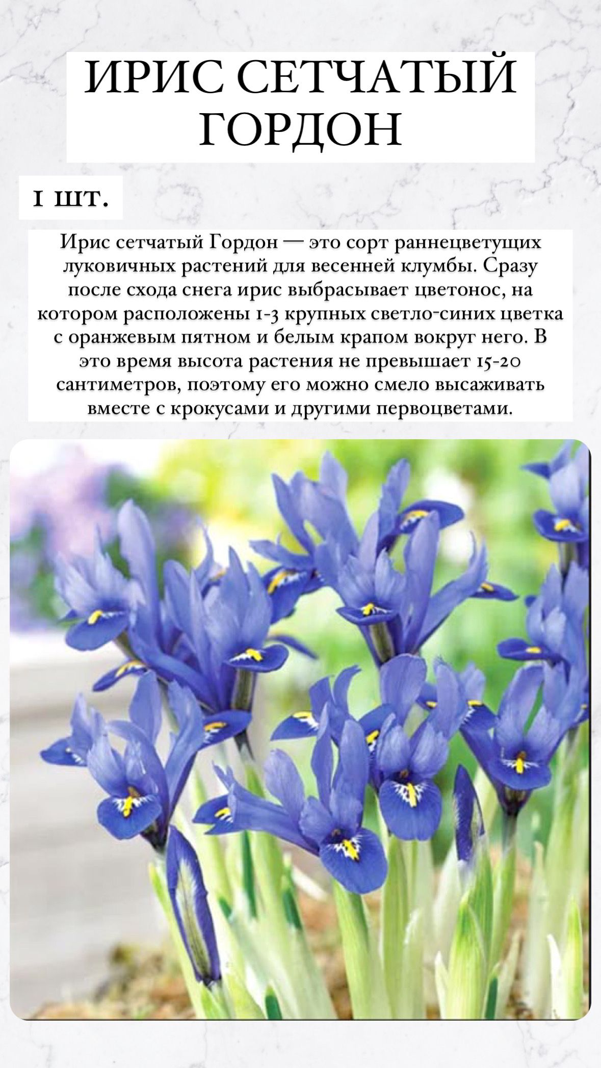 Ирис сетчатый хармони. Ирис сетчатый сорта. Ирис сетчатый сорта. Ирис луковичный ирис сетчатый иридодиктиум. Ирис сетчатый сорта.