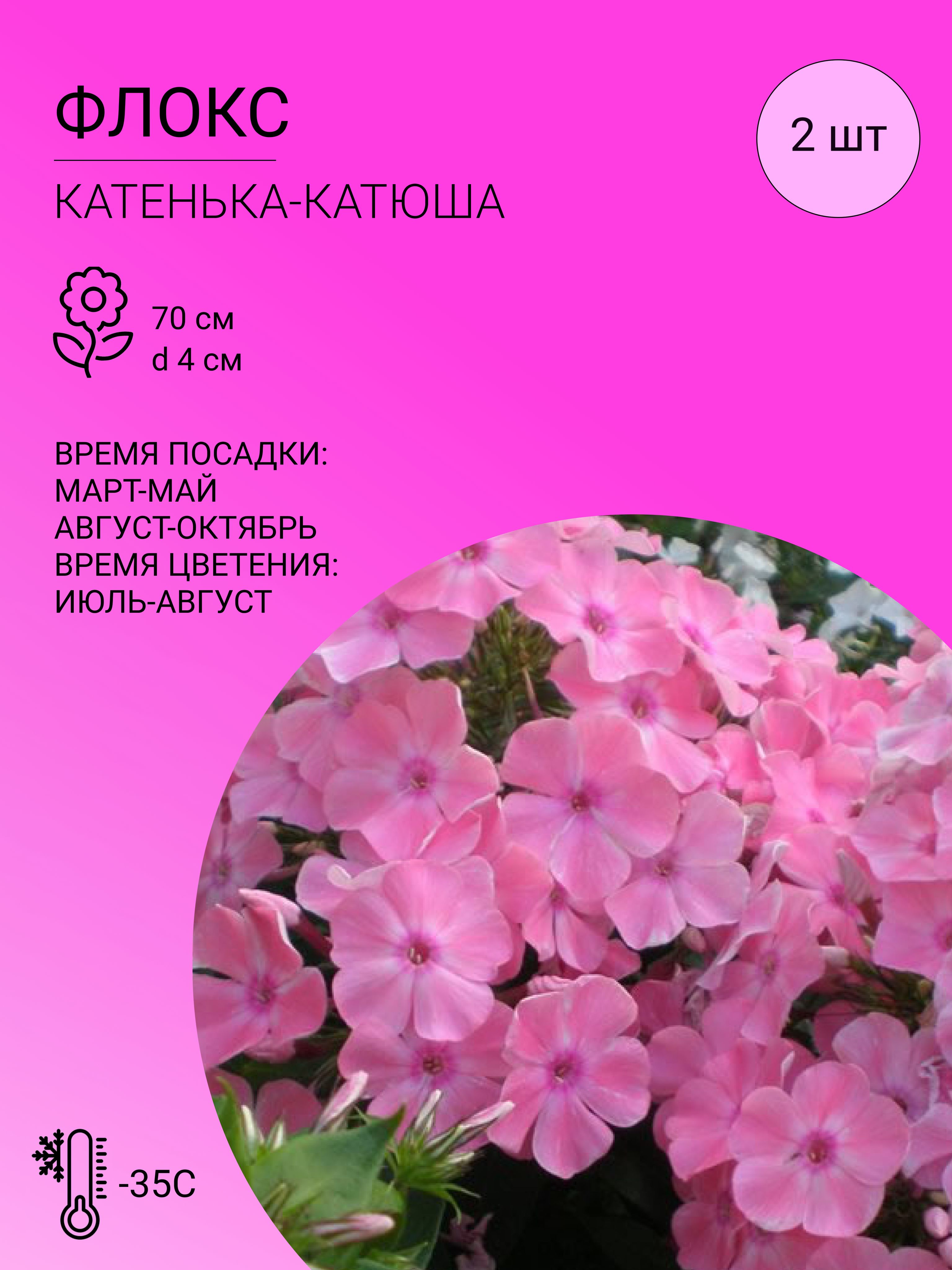 Флоксы характеристика