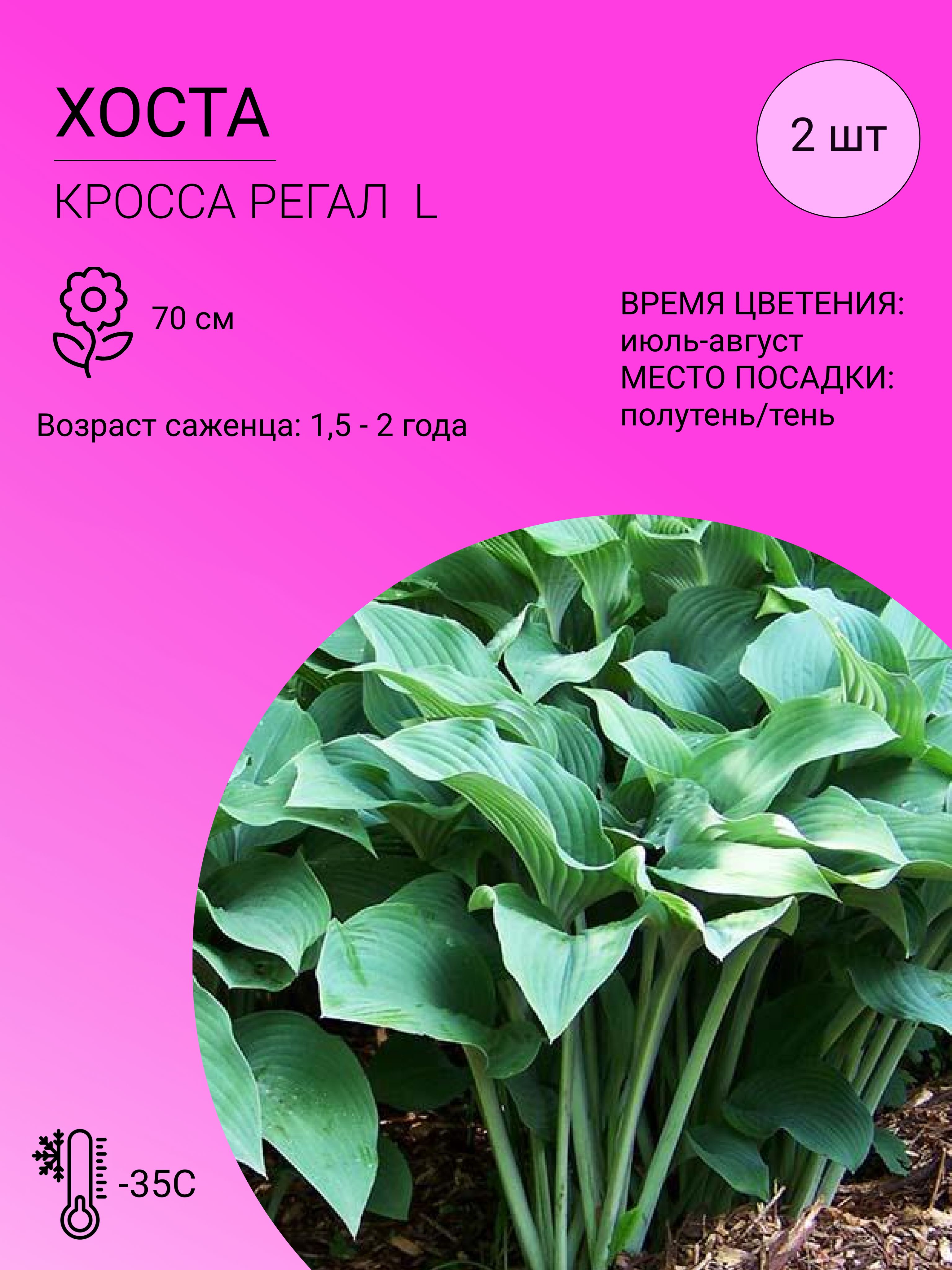 Саженцы Хост Купить В Леруа Мерлен Калуга