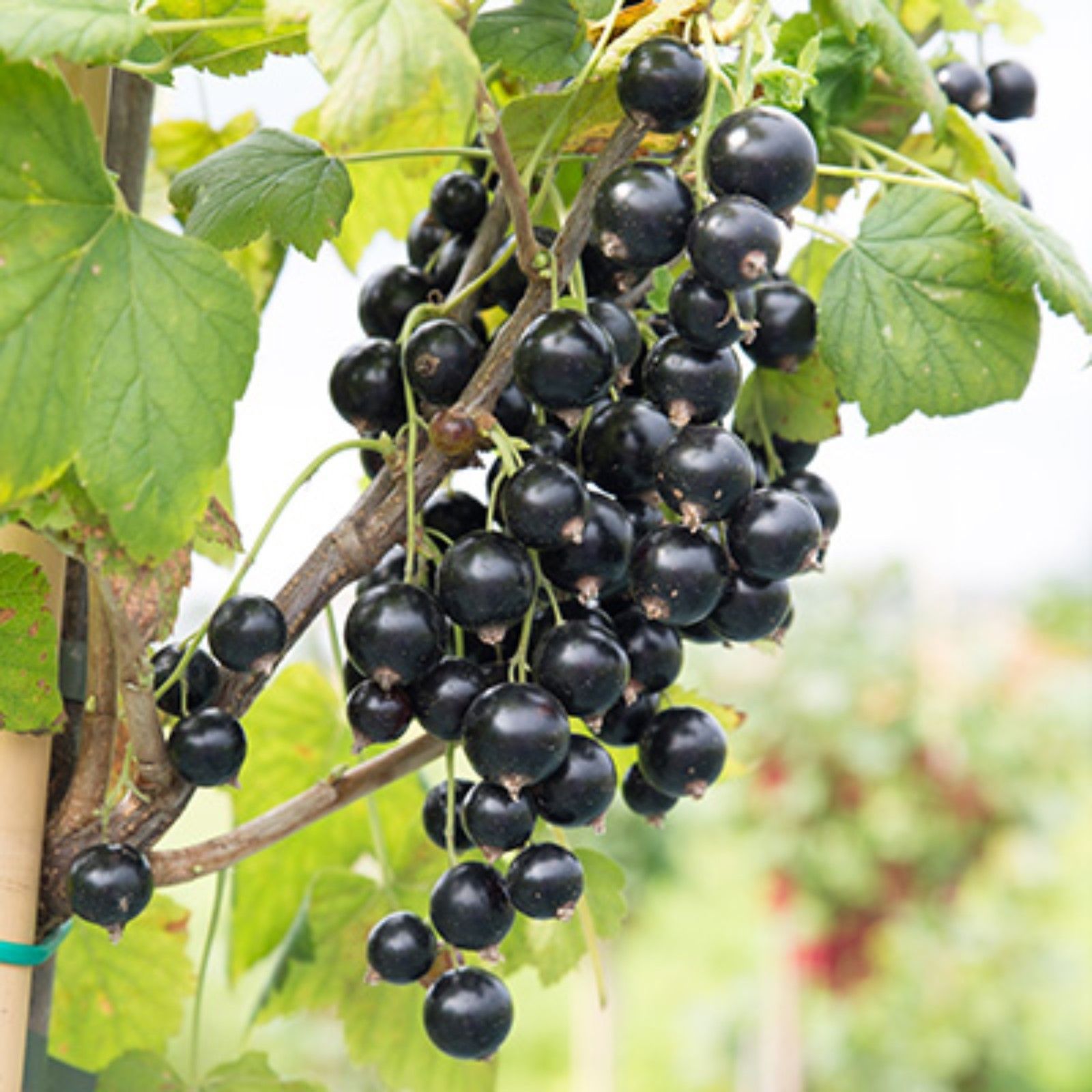 Санни с малиной. Традиционные сорта. Малина сорт бальзам. Красномякотная яблоня ред пэшн. Малина обыкновенная (rubus idaeus).