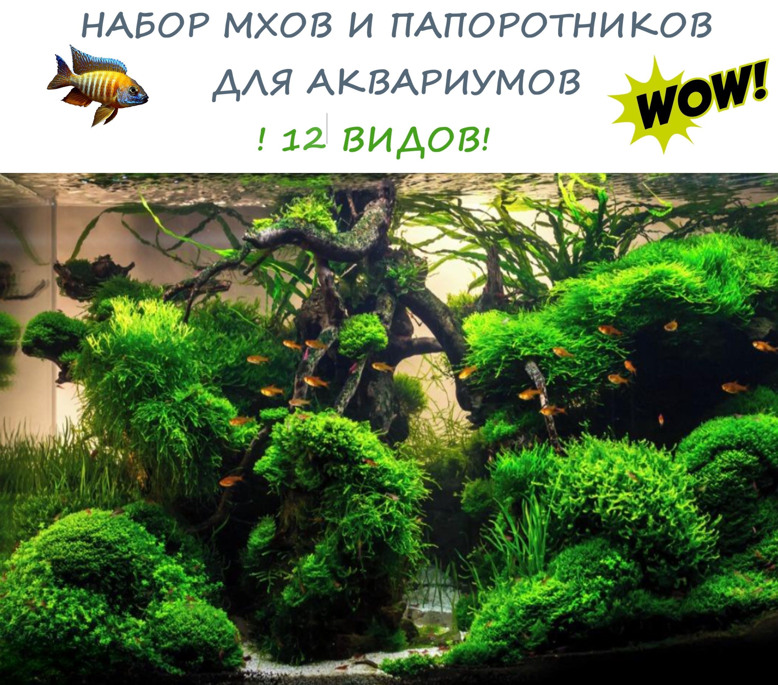 Набор мха и папоротников для аквариума 12 видов - купить с доставкой по  выгодным ценам в интернет-магазине OZON (1526556851)