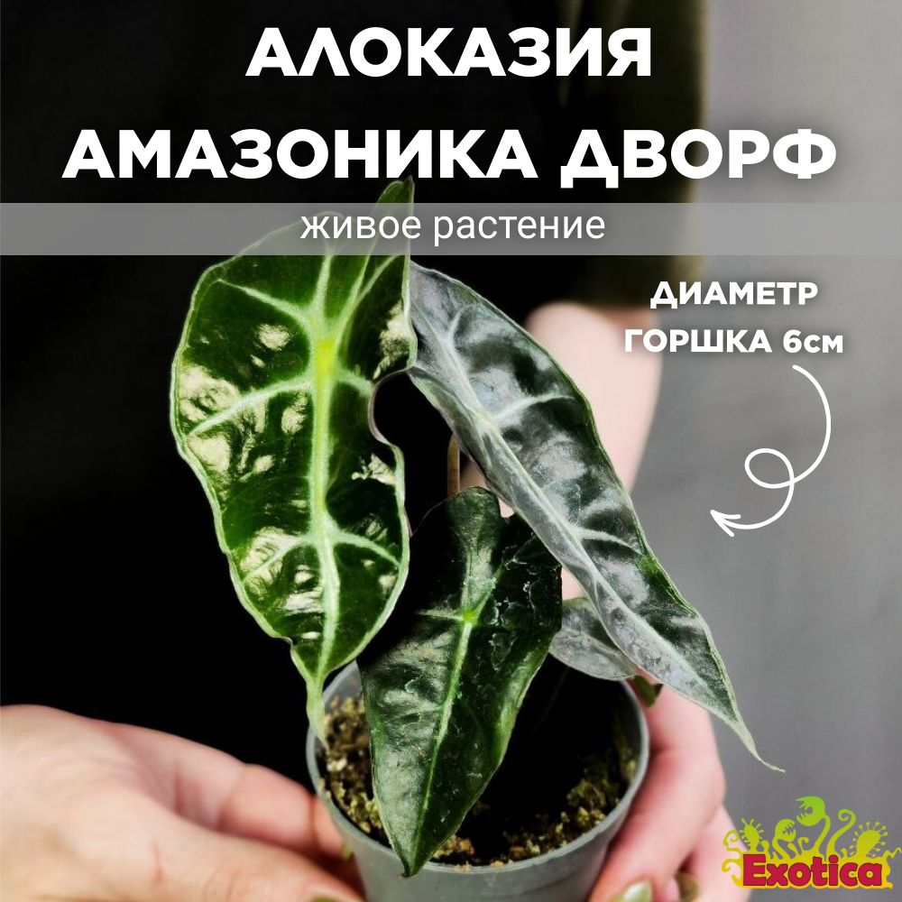 Алоказия Амазоника Дворф (Alocasia Amazonica Dwarf) D6см