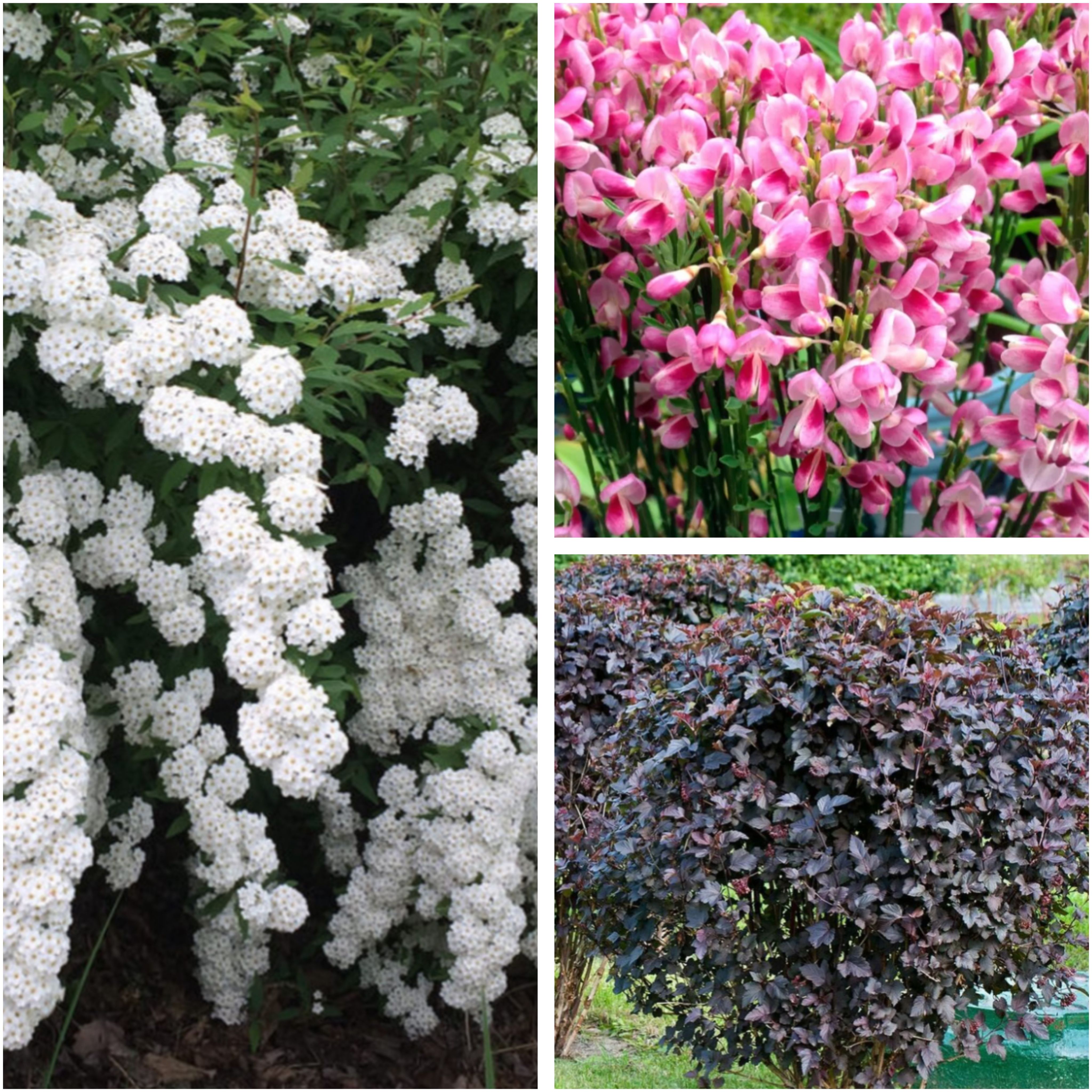 Кустарники, цветущие все лето, зимостойкие – настоящее буйство красок на участке