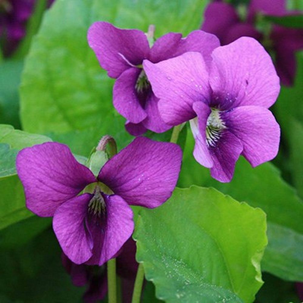 Viola sororia freckles фиалка. Viola sororia freckles. Фиалка сорория. Фиалка сестринская. Фиалка сестринская.