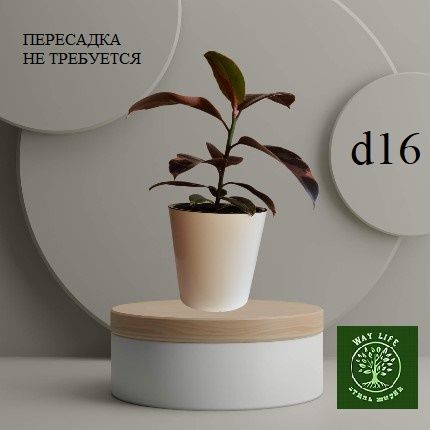 Фикус Эластика Руби Пинк Ficus Elastica Ruby Pink d16