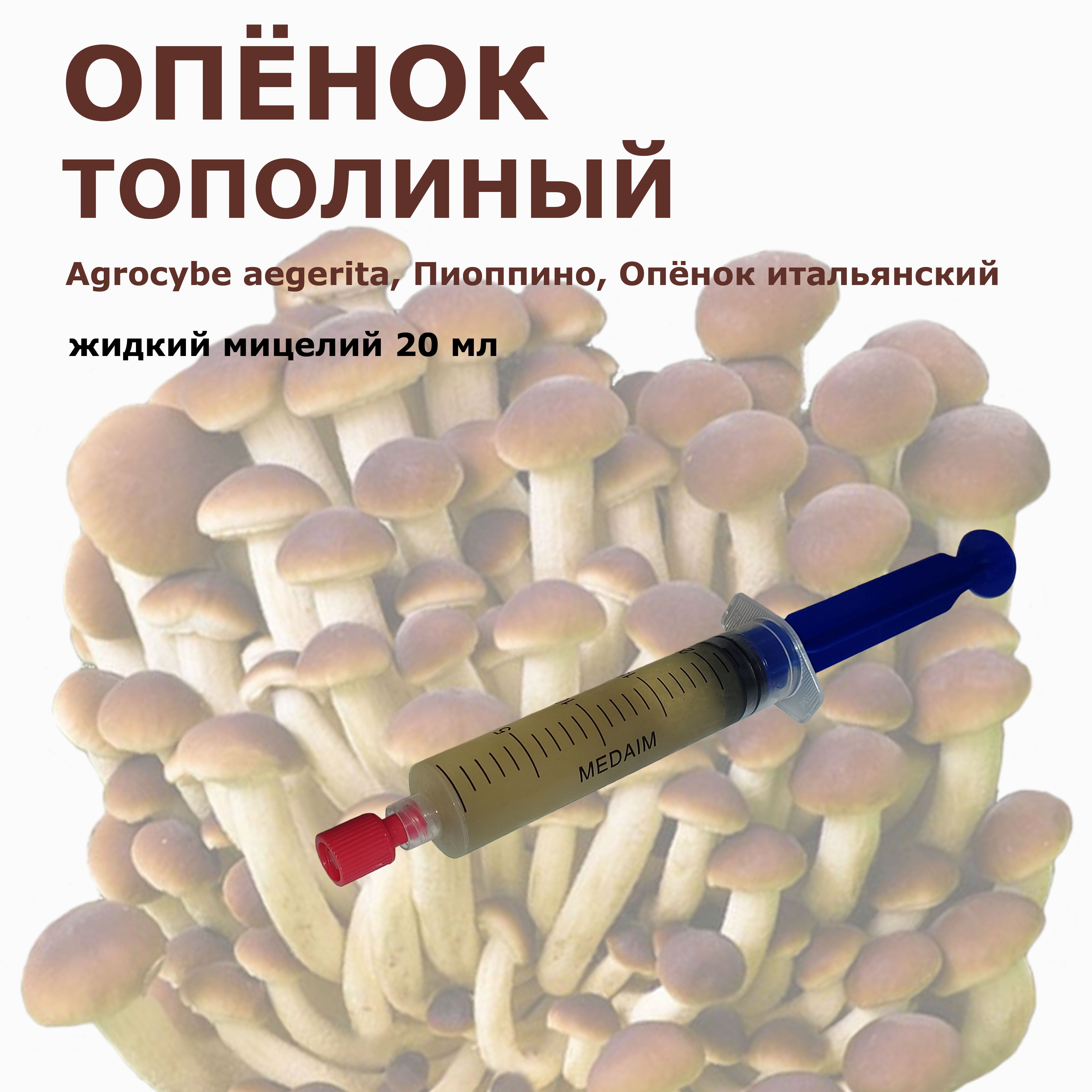 Жидкий мицелий грибов Опёнок тополиный (Пиоппино) 20 мл.