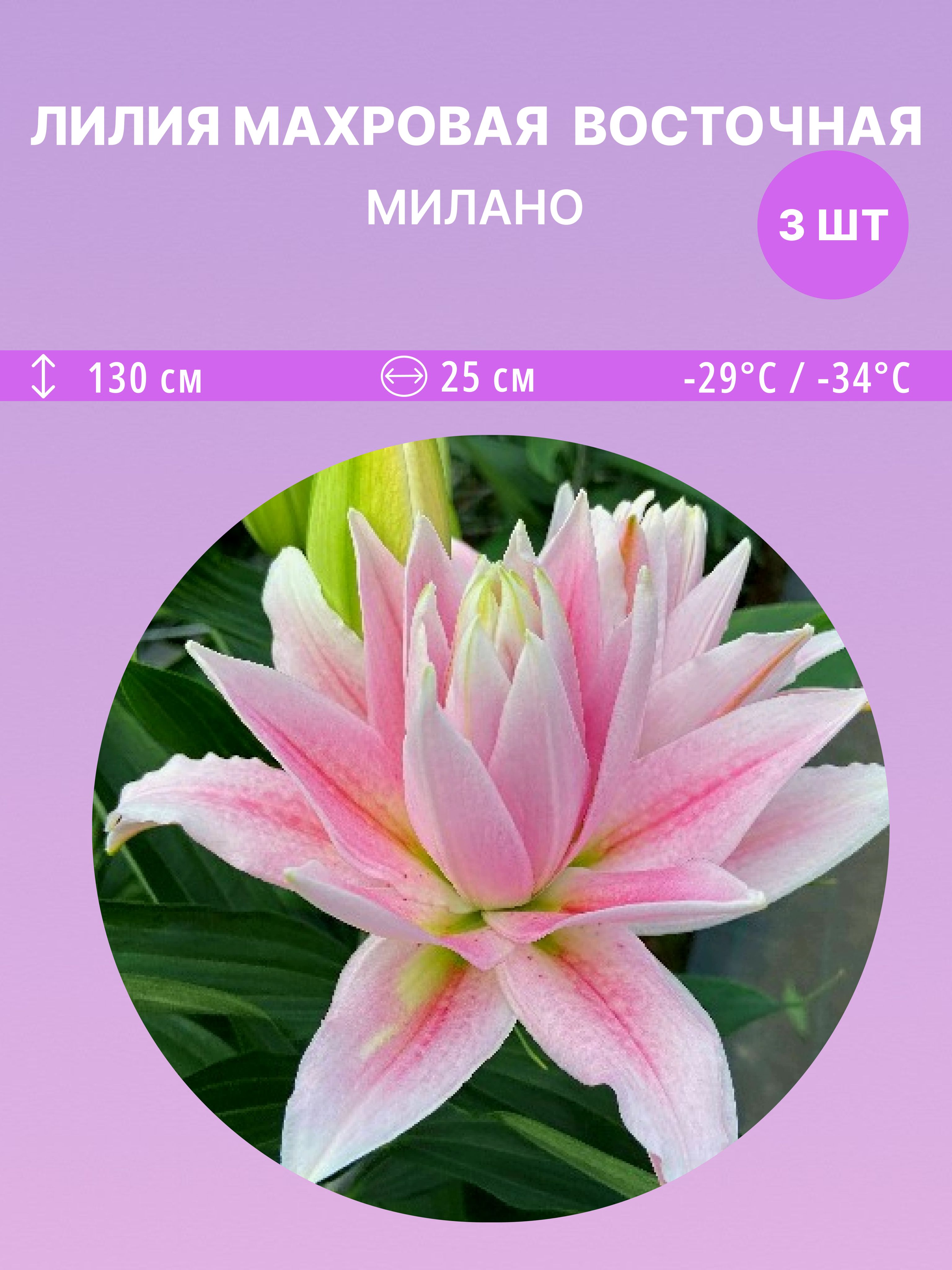 ЛилиявосточнаяМилано,многолетниецветыдлясадаидачи3луковицы