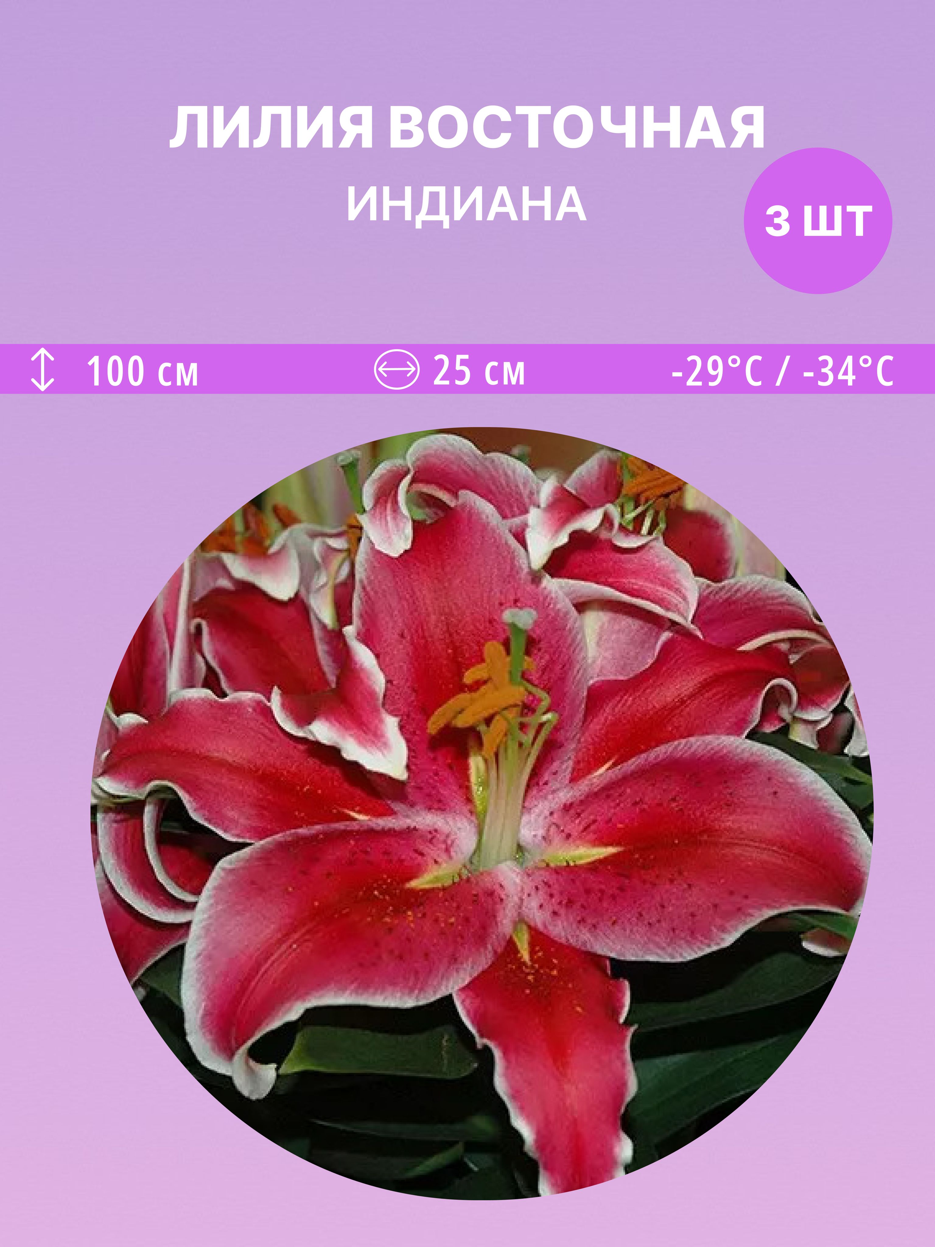 ЛилиявосточнаяИндиана,многолетниецветыдлясадаидачи3луковицы
