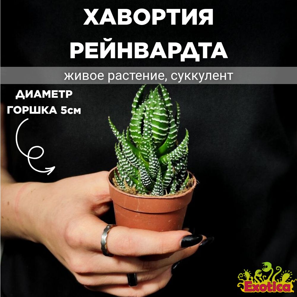 Хавортия Рейнвардта (Haworthia Reinwardtii) D5см