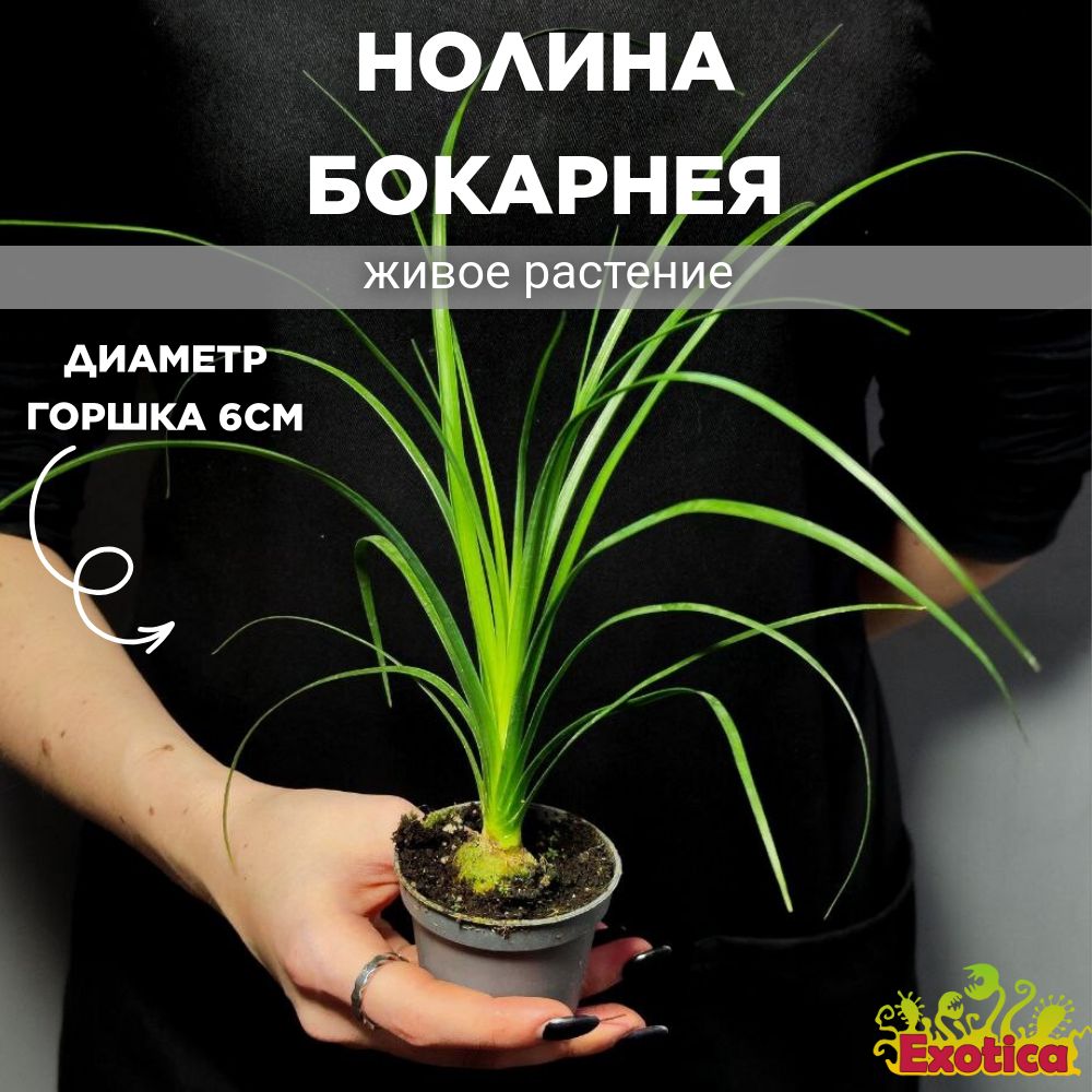 Нолина Бокарнея (Beaucarnea Nolina) D6см