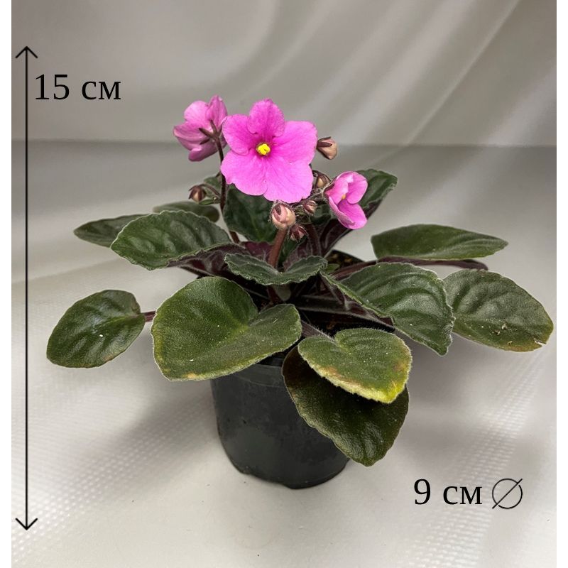 Фиалка (Сенполия) розовая в горшке D-9 см живое растение