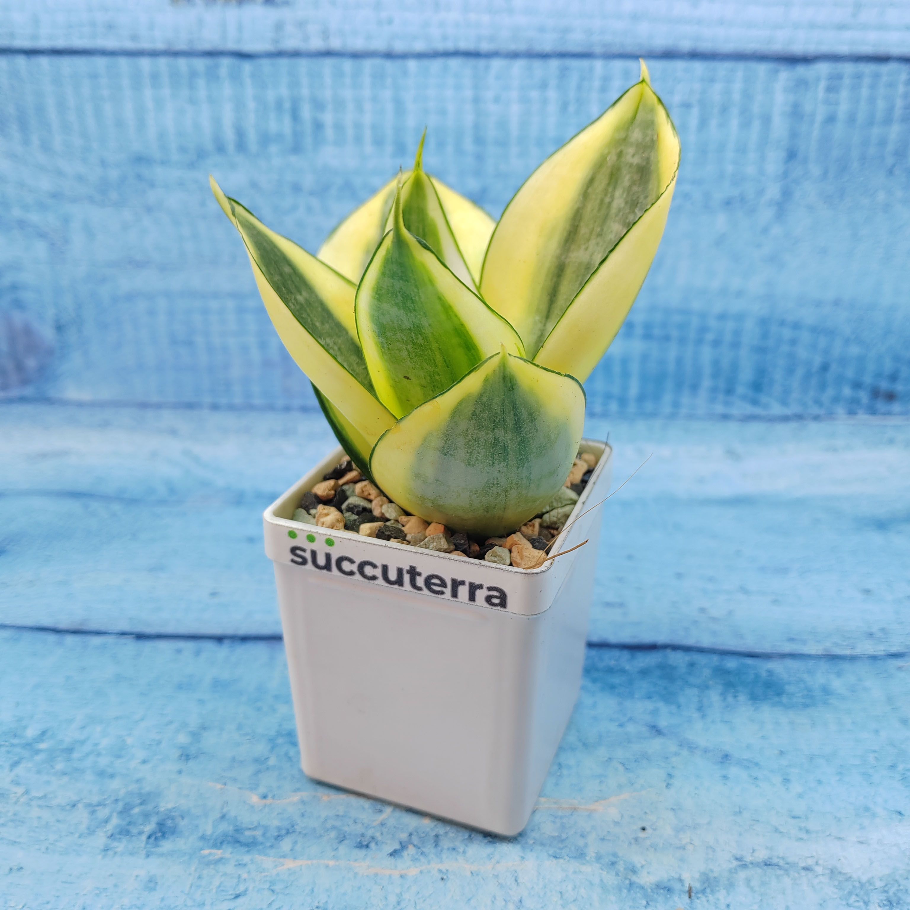 Суккулент Sansevieria Golden Hahnii (Сансевиерия). Диаметр горшка 5 см. Субстрат Succuterra Classic и фирменный горшочек в комплекте.