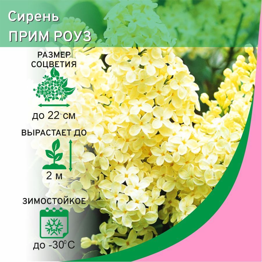 Сирень ПРИМРОУЗ (Primrose) саженец 3 л