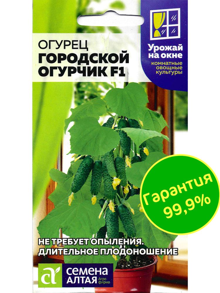 Огурец Городской Огурчик F1(图3)
