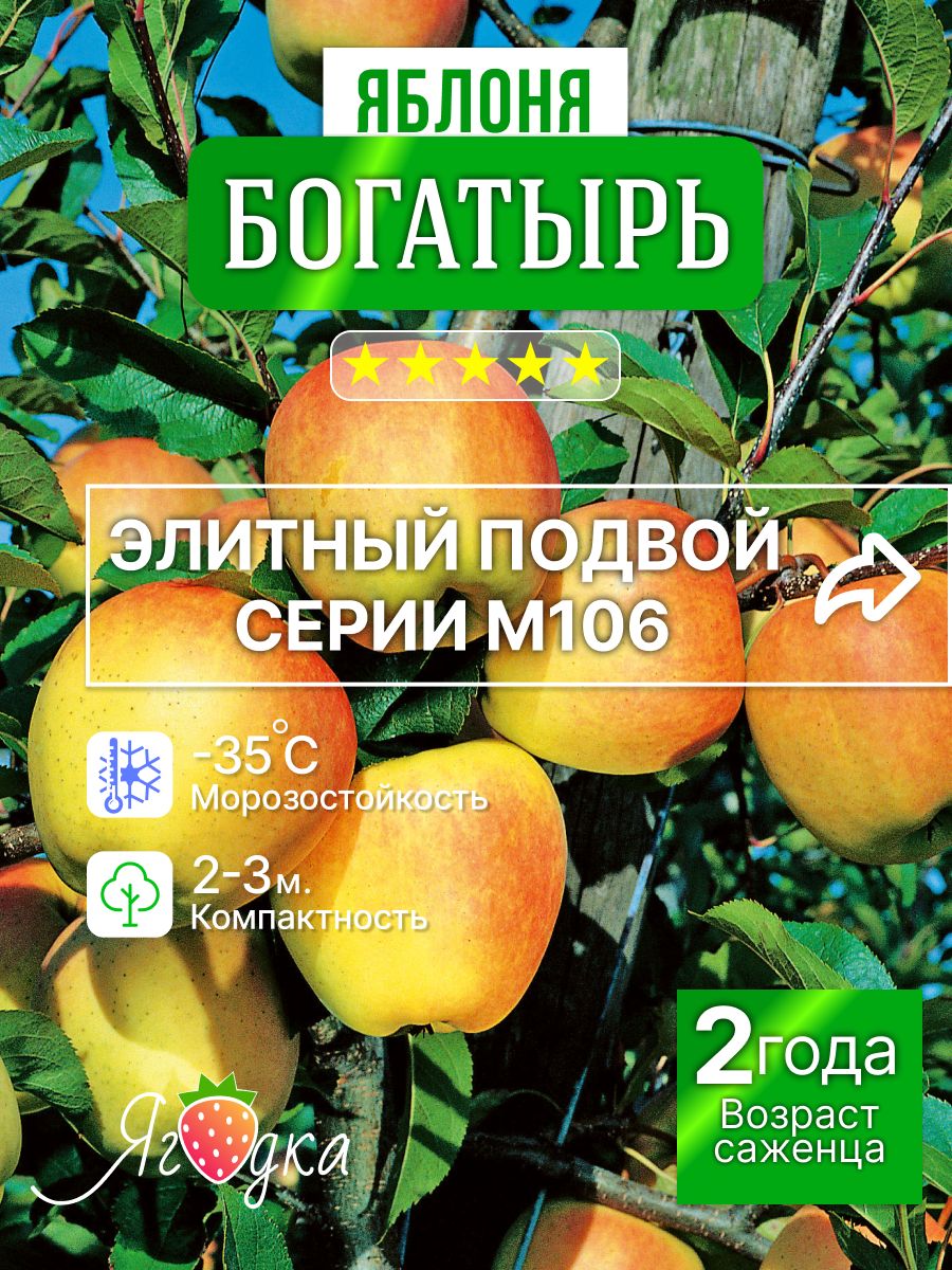 СаженецЯблониБогатырь