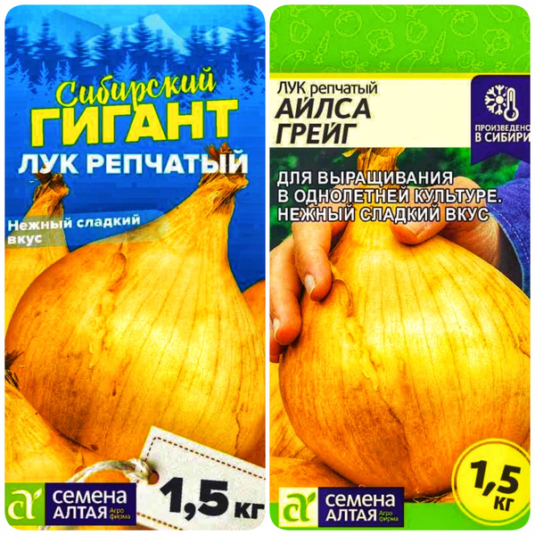 Лук Семена Алтая Лук_2 - купить по выгодным ценам в интернет-магазине ...