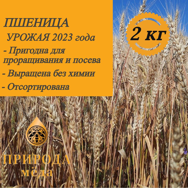 Пшеница для проращивания, 2 кг - купить с доставкой по выгодным ценам в ...