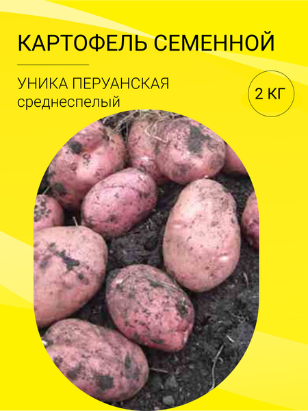 Картофель картофель на посадку 2 кг - купить по выгодным ценам в ...